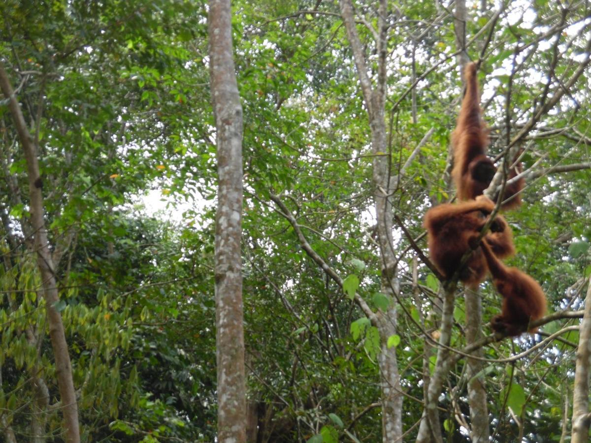 Ambow Homestay Jungle Trekking & Village Tour Bukit Lawang Eksteriør bilde