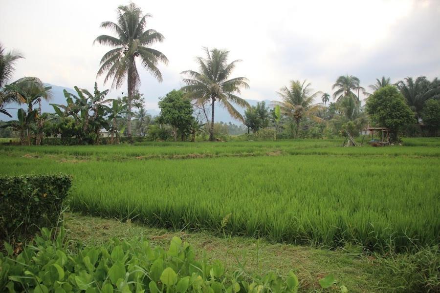 Ambow Homestay Jungle Trekking & Village Tour Bukit Lawang Eksteriør bilde
