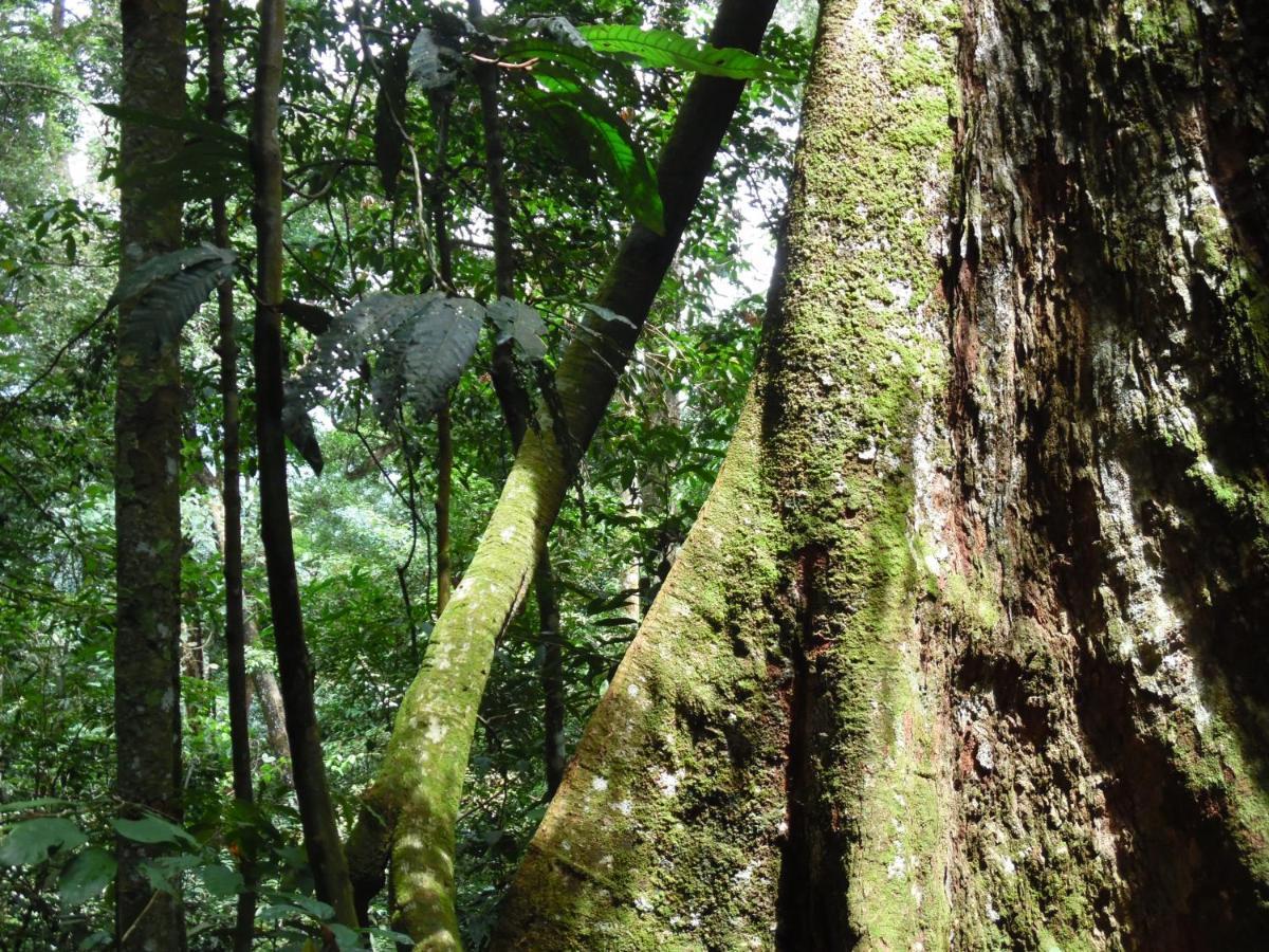 Ambow Homestay Jungle Trekking & Village Tour Bukit Lawang Eksteriør bilde