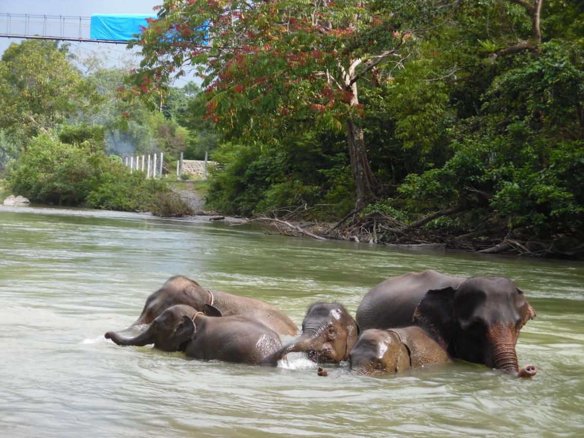 Ambow Homestay Jungle Trekking & Village Tour Bukit Lawang Eksteriør bilde